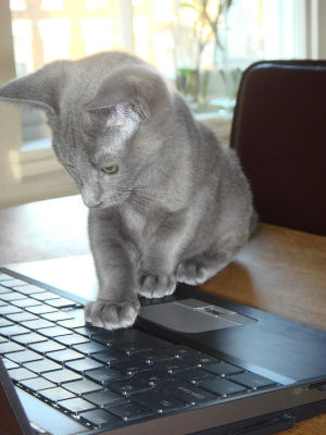 Computer-literate Russian Blue kitten :-)