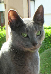 Sophie - such a regal-looking Rusian Blue and only 6 months old in this photo