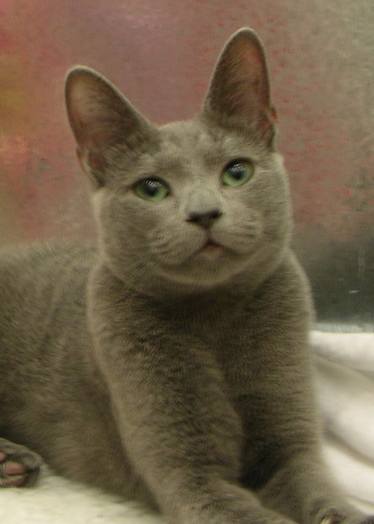 Yzzy - the cutest Russian Blue Champion ever!